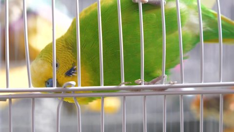 Close-up of a wavy green parrot in a cage. Zoo shop selling exotic birds. pets concept. Green parrot big male .selective focus