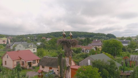 Stork nest, two storks. Birds on nest against blue sky, white flyer stands at its home. View of wild stork living in village or town. European bird is on big slot.