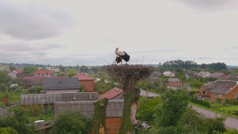 White stork with red beak and black wings in nest on a tree. Observation of birds in their natural habitat. Ornithological observations.