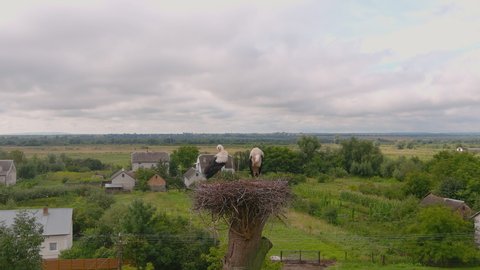 White stork stands in a nest on tree. Summer landscape. Two storks in nest against background of the blue sky, hatching eggs, Ukrainian birds. Stork returns to its nests in spring months