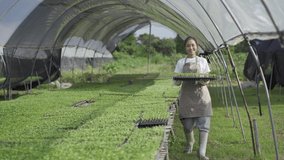 Asian woman gardener checking the quality of fresh agricultural produce in various vegetable farms 4k video