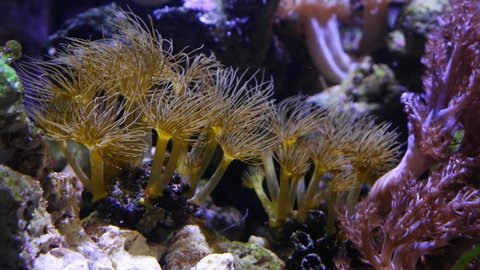 big parazoanthus colony, yellow crust sea anemone polyps move in strong current, Kenya tree coral, healthy and active animals in nano reef marine aquarium, popular pet shine in actinic blue low light