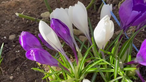 White and blue color Crocuses flower in a garden in April 2022