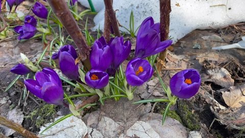 Blue and violet color Crocuses flower in a garden in April 2022