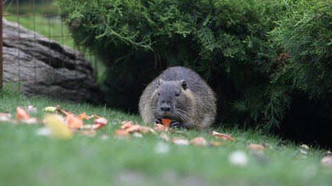 Muskrat eats a piece of carrot sitting on a green lawn in a city park