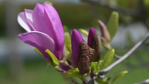 Blooming magnolia tree branch. The branch is swaying in the wind. Blurred background. Close up, selective focus.