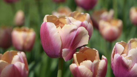 Close-up of tulip flower head on a green lawn in a city park. Many blooming colorful tulips. Blurred background.