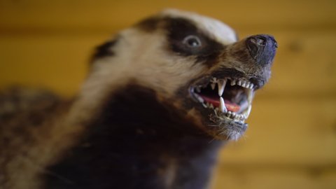 Stuffed European badger on the wall. Decoration of a badger in a hunting lodge. Closeup.