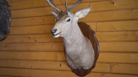 A stuffed deer on the wall. Deer head with antlers in a hunting lodge.