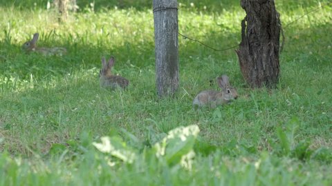 Three wild European rabbits, Oryctolagus cuniculus