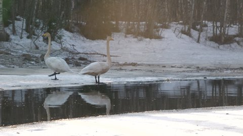 Two whooper swans walk around on ice by river