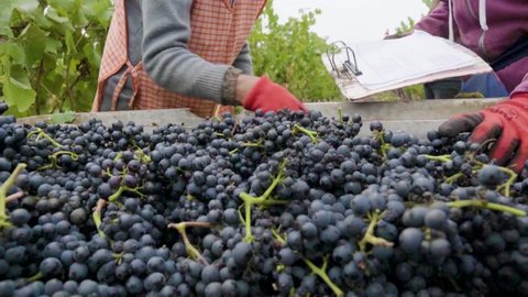Close-up view of a person's hands selecting grapes for wine, Leyda Valley, Chile.