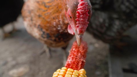 The chicken opens the corn from the head close-up. Brown chicken eats from hand