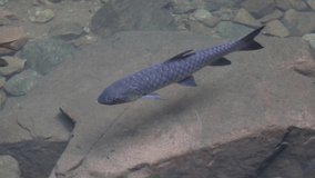 Footage of Soro Brook Carp Or Science Name Neolissochilus Stracheyi swimming in waterfall.  Soro Brook Carp from Namtok Phlio National Park ,Thailand. Water is clear and reflection of light.