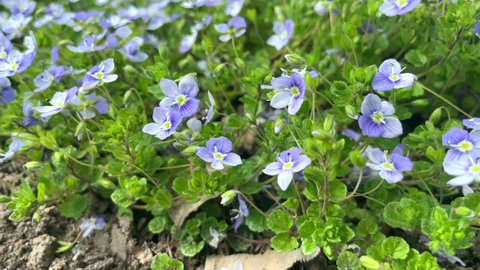 Carpet of blue flowering veronica creeping in early spring, unfocused.