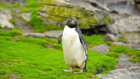 Lockdown Shot Of Rockhopper Penguin Standing On Green Grass During Rainy Season - South Shetland Islands, Antarctica