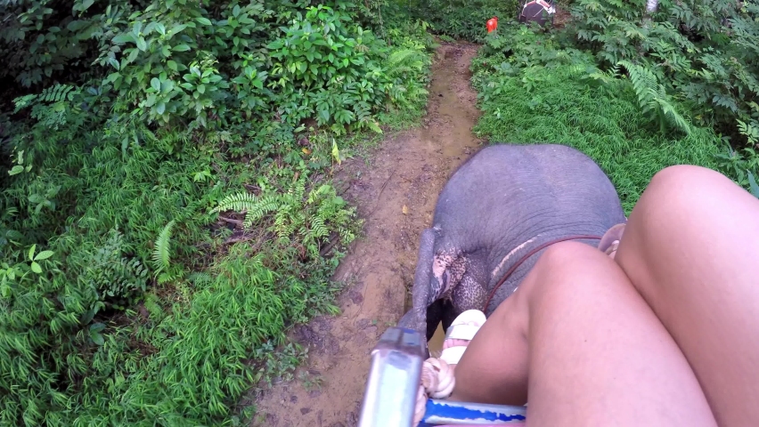 Tourists Sitting On Elephants Walking In Forest During Vacation - Bangkok, Thailand