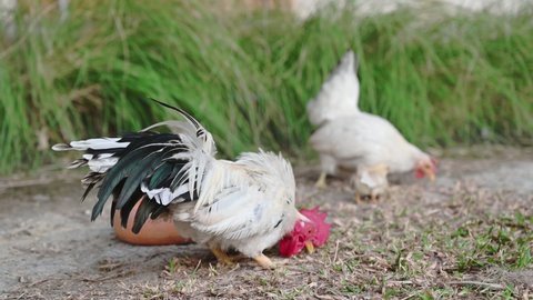 Hen with chick foraging on grass in farm