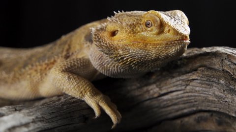 a very beautiful lizard sits on a stone. Pogona Vitticeps or Bearded Dragon. Australian Agama