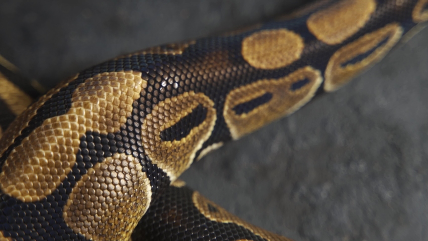 Background of snakeskin. The snake is crawling Royalty-Free Stock Footage #1090088787