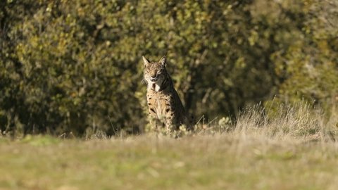 Adult female Iberian Lynx with radio-tracking collar in her breeding territory on a cold winter day