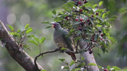 Wildlife bird species of Jambu Fruit-dove female perched and eating fruits on a tree branch with natural background in tropical rainforest.