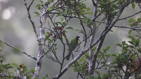 Wildlife bird species of Lesser Green Leafbird perched and eating fruits on a tree branch with natural background in tropical rainforest.