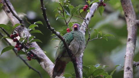 Wildlife bird species of Jambu Fruit-dove female perched and eating fruits on a tree branch with natural background in tropical rainforest.