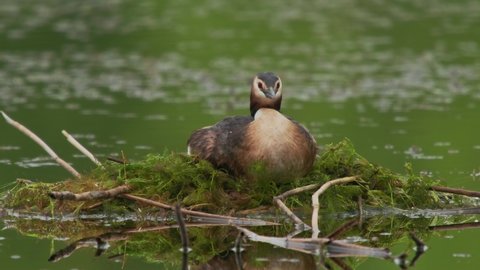 Great Crested Grebe - Podiceps cristatus member of the grebe family of water birds noted for its elaborate mating display, bird during nesting, sitting on the nest in water on the lake.