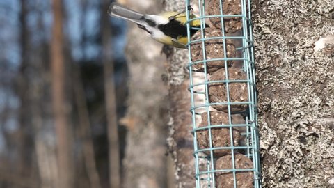 Great Tit (Parus Major) feeds from feeding cage on tree