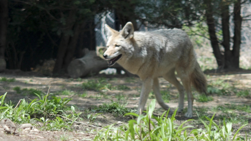 Coyote moving around in captivity Royalty-Free Stock Footage #1090091133