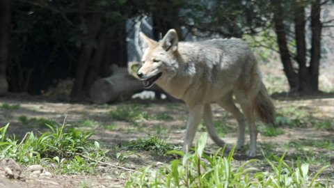 Coyote moving around in captivity