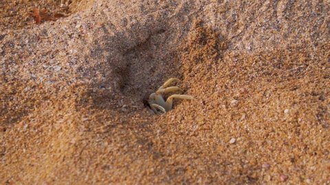 Slow motion shot of a shy crab coming out of a crab hole on the beach at Kakolem beach in Goa, India. Shy Crab quickly goes inside the sand hole after seeing the camera. Marine life on the beach.