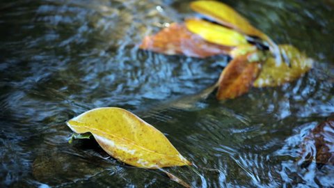autumn leaves gently flowing in stream