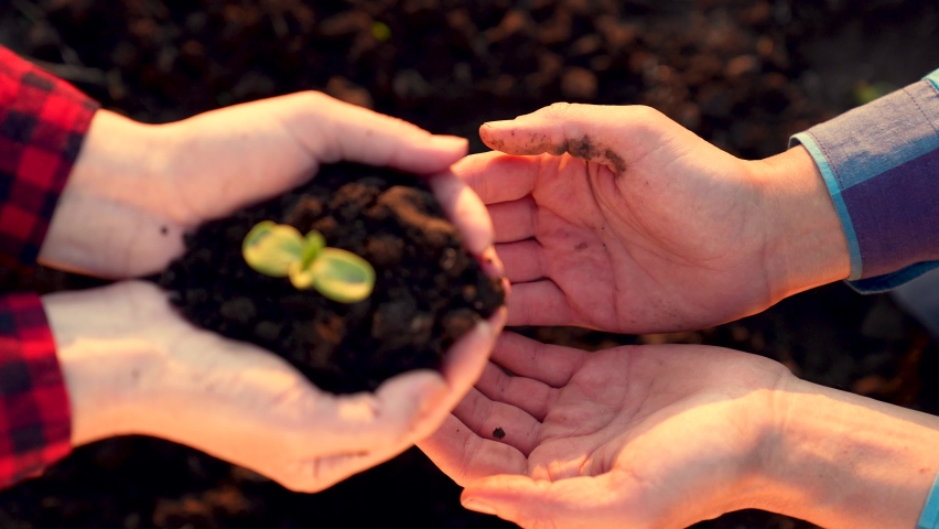 Agriculture. Collaboration of farmers in the field. Man's hands are holding green sprout. Young germ of a green plant. Agriculture concept. Teamwork of farmers. Hands plant green grass in the soil | Shutterstock HD Video #1090093249