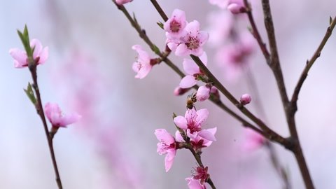 bees fly over a flowering almond tree in spring. bee on an apricot flower in spring. Branches of a blossoming apricot tree. Bees fly and sit on beautiful white flowers