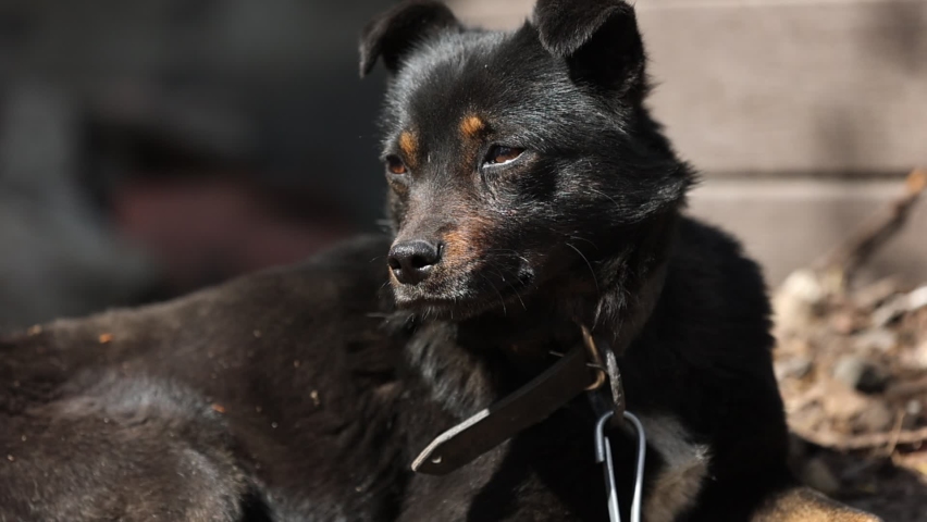 black mongrel dog chained to a chain in living conditions near her booth and food bowls looking in camera. Yard young dog on a chain. Natural rural scene. High quality FullHD footage.