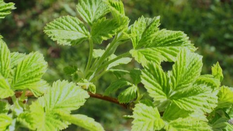 Raspberry leaves close up. Raspberries in early spring in a garden without berries, a farmer grows raspberries, a close-up of green young raspberry leaves. 4K UHD format. In the wind. On the fazenda