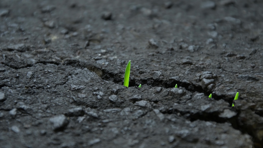 Green grass sprouts sprout through cracks in the asphalt, close-up, timelapse. Royalty-Free Stock Footage #1090094499