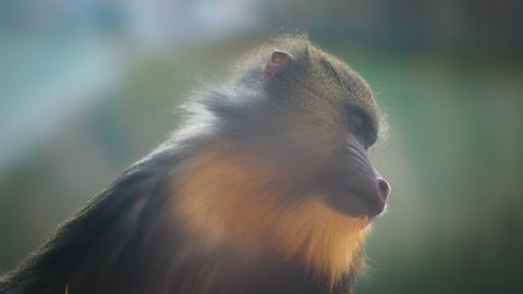 Beautiful close up of a mandrill looking around against natural blurred background. Slow motion.