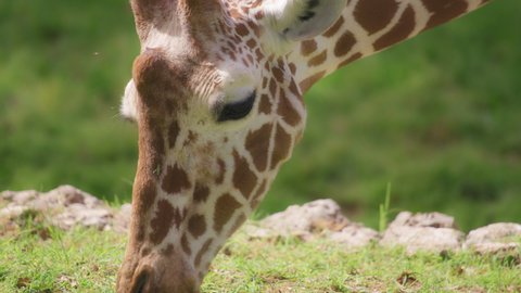 Close up of a Somali Giraffe eating grass, against the blurred green natural background. Slow motion.