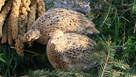 Millet-eating laying quail in species-appropriate husbandry take a sand bath for plumage care