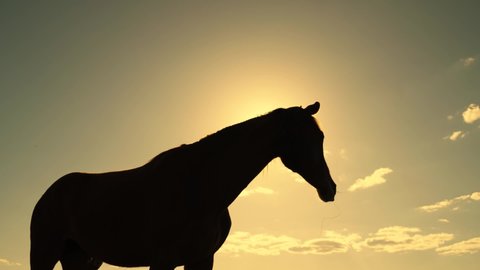Silhouette of beautiful horse grazing in meadow in sun. Horse in summer pasture at sunset. Horse breeding concept. Stallion is grazing at sunrise. Cattle breeding, breeding of ungulates. Cowboy horse