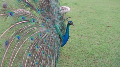 The peacock fluffed out its tail and feathers. The male peacock walks in the park with fluffy feathers.