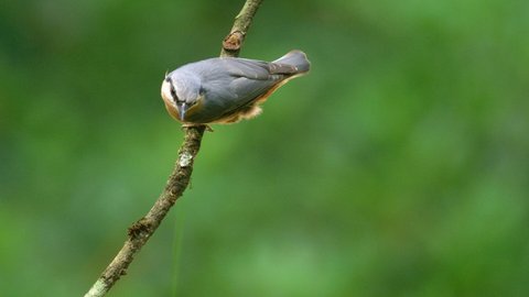 Colorful Nuthatch cling to twig before jumping and plunging down out of frame