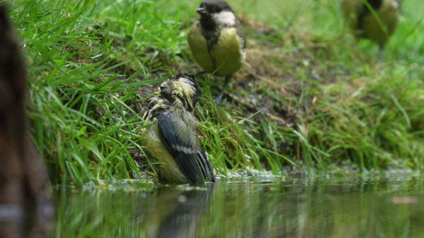 Low close up shot of three Great Tits on the grassy edge of a shaded pond splashing and bathing in the water | Shutterstock HD Video #1090098553