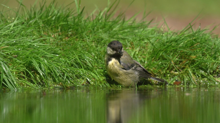 Low close up shot of a great tit bathing on the grassy edge of a pond on a bright sunny day then flying off, slow motion | Shutterstock HD Video #1090098565