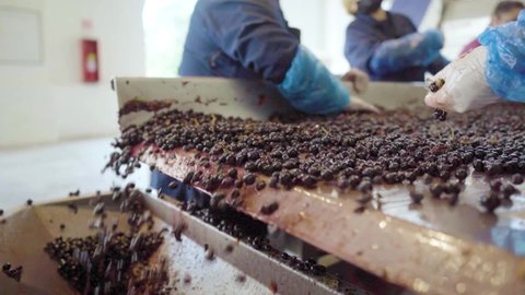 Close-up view of the fall of a sorting table, hand removing the red grape waste, wine process.