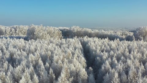 Aerial video from lifting up drone of birch forest under snow in winter season. Novosibirsk, Siberia, Russia