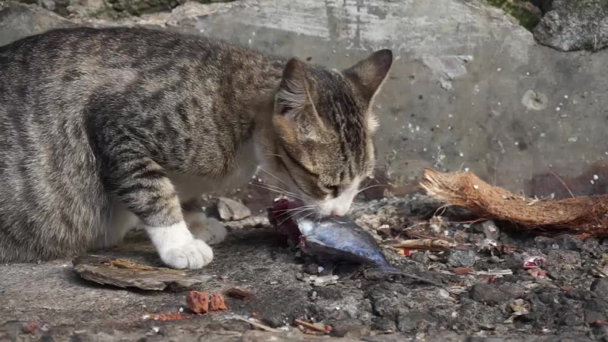 Hungry cat eats big fish voraciously Royalty-Free Stock Footage #1090098847
